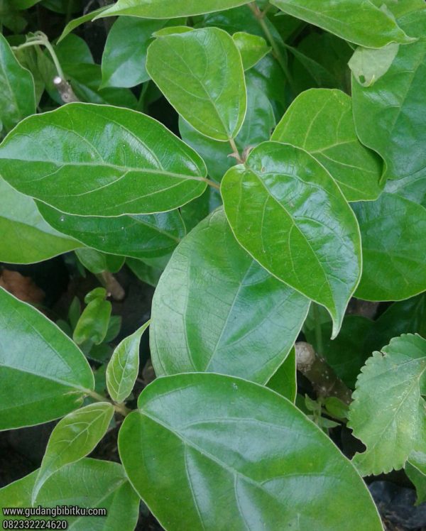 Jual Bibit Cincau Hijau 082332224620