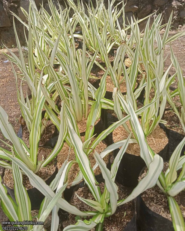 Jual tanaman agave