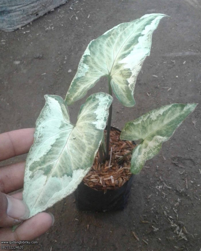 Harga syngonium varigata