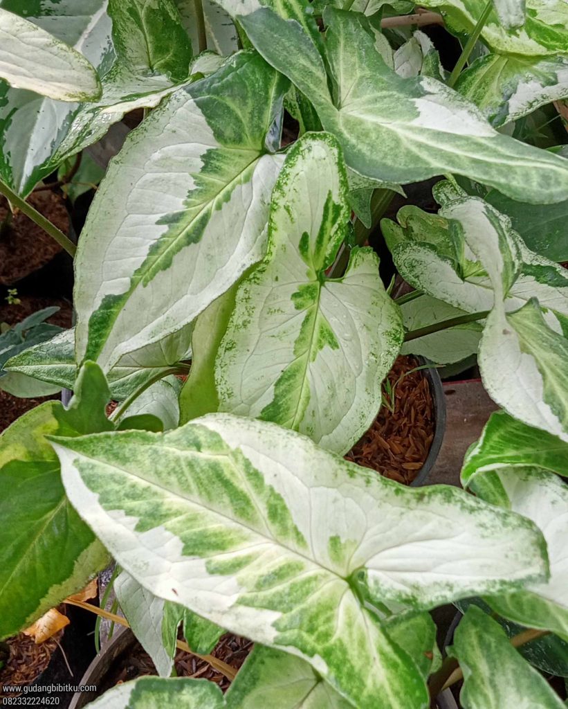 Syngonium varigata putih