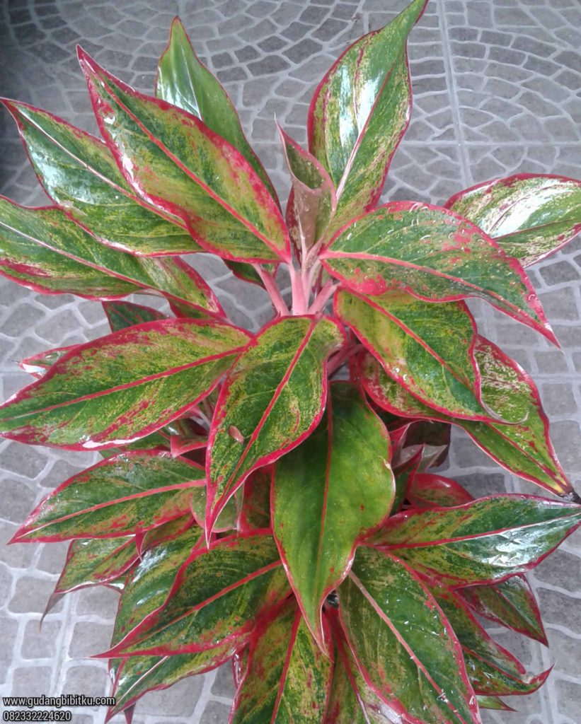 Harga aglaonema siam aurora