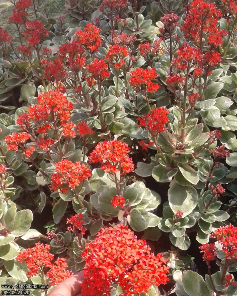 Harga bunga kalanchoe