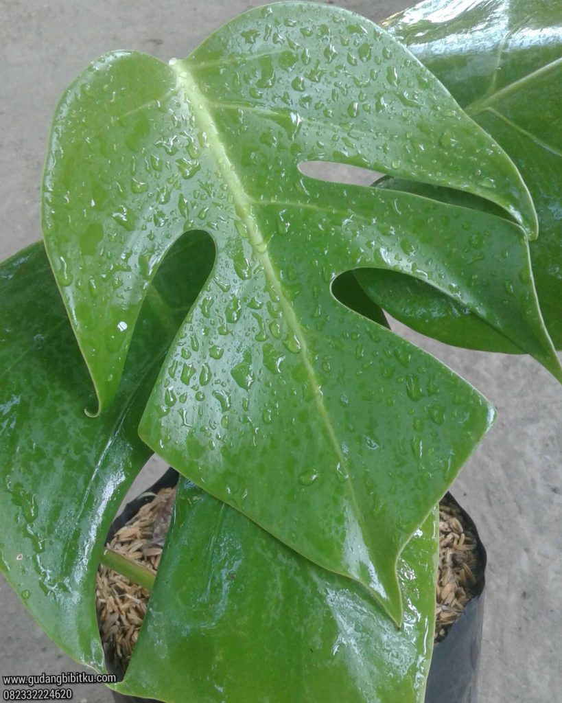 Bibit monstera deliciosa