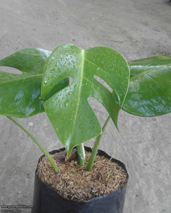 Jual Bibit Monstera 082332224620
