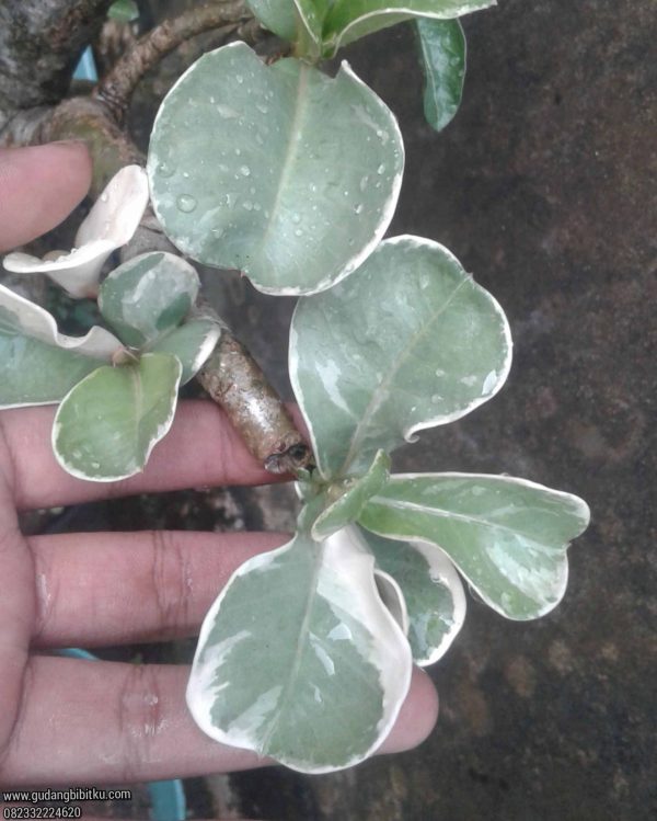 Jual Adenium Varigata 082332224620 - Image 2