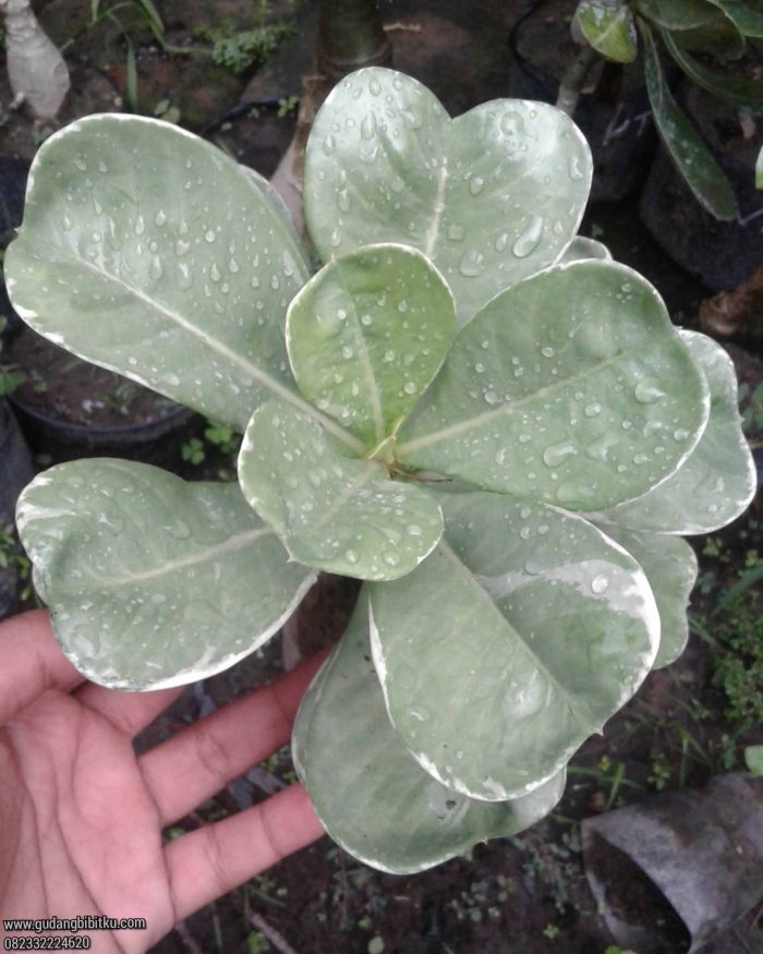 Adenium red dragon