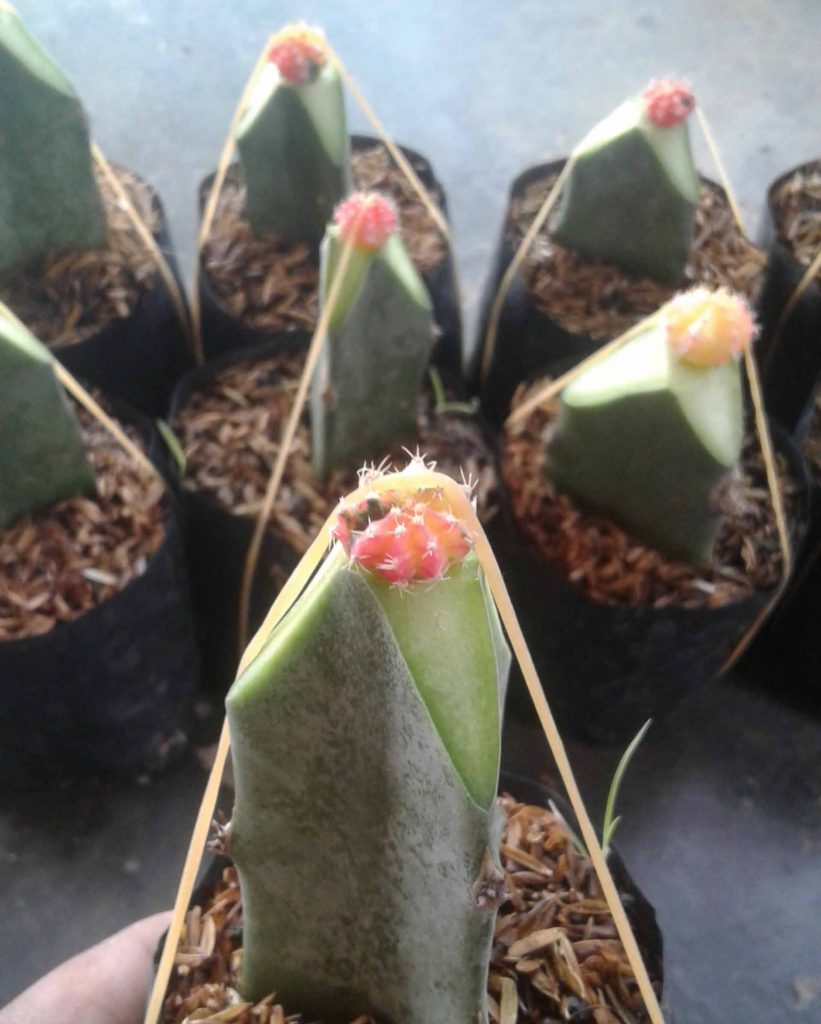 Kaktus grafting gymno