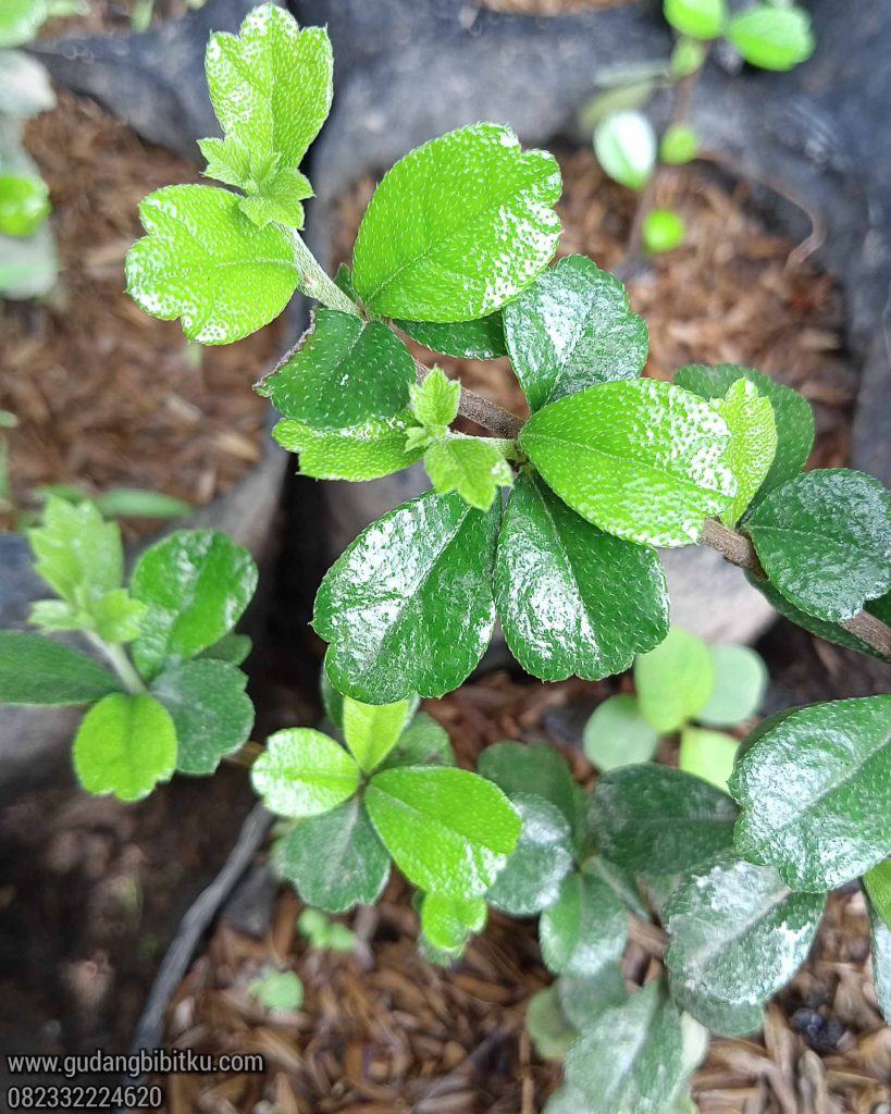 Jenis bahan bonsai