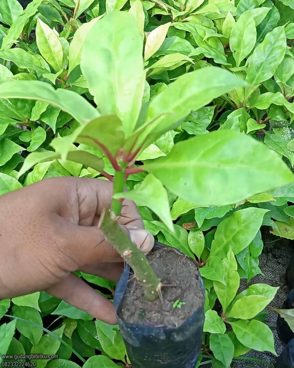 Jual Tanaman Herbal Jarum Tujuh Bilah 082332224620 - Image 2