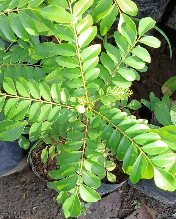 Jual Bibit Daun Kari 082332224620