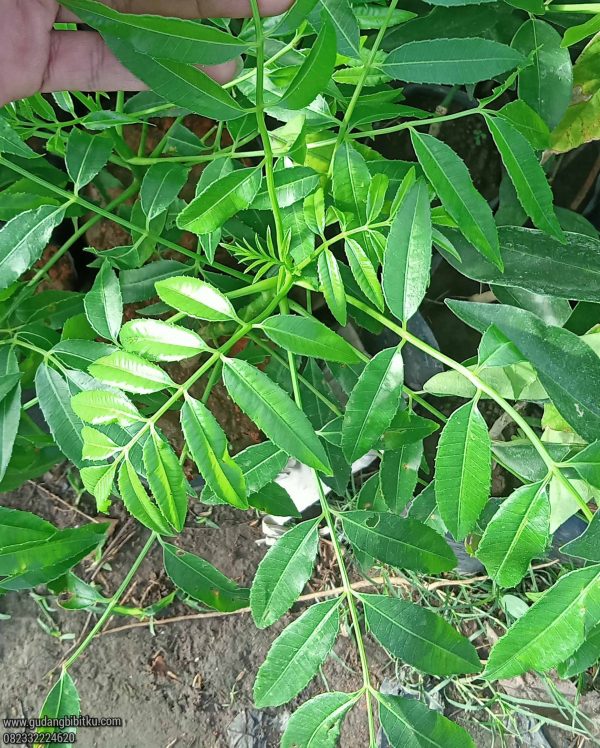 Jual Bibit Kedondong