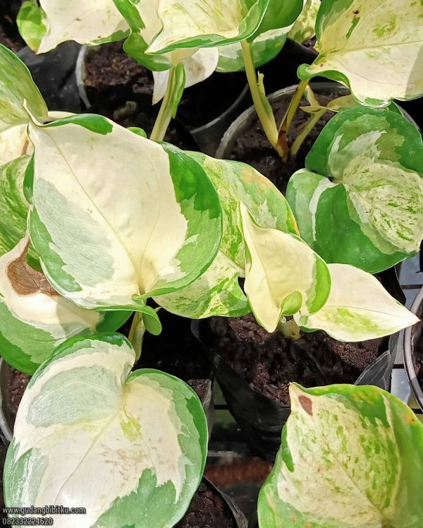 Jual Tanaman Hias Manjula