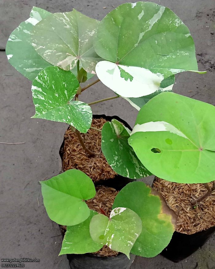 Waru varigata bonsai