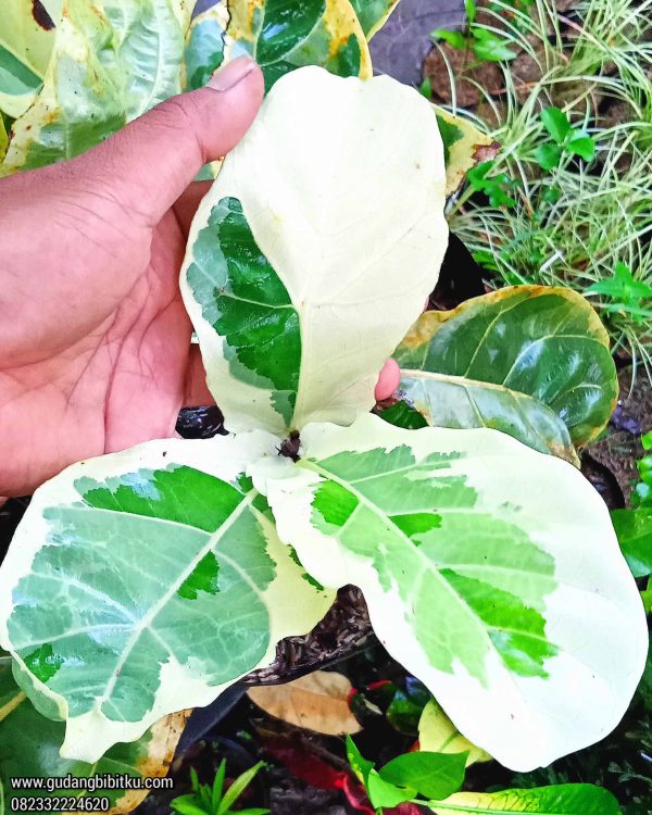 Jual Tanaman Biola Cantik Varigata 082332224620