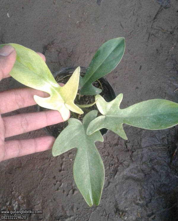 Jual Tanaman Florida Gost 082332224620